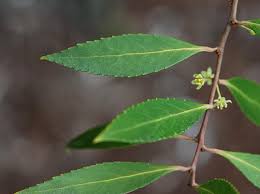 Image result for Maytenus chasei