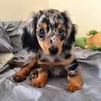 Mini / Miniature Dachshund Puppies for Sale - 50% OFF Prices