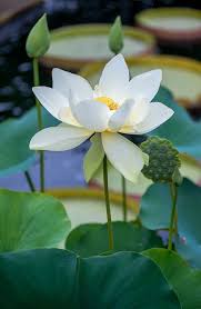 Lotos In 2020 Flower Garden Water Lilies Beautiful Flowers
