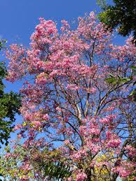 Image result for Bignoniaceae