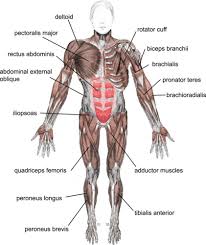 38 matchless muscular system coloring page. The Muscular System Ck 12 Foundation