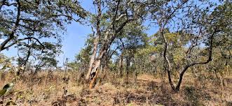 Image result for Sopubia ramosa