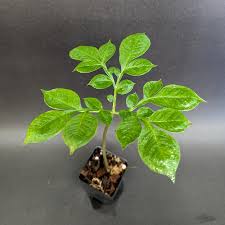 Image result for Amorphophallus lewallei