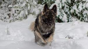 King Shepherd Breed Information Temperament Puppy Prices More