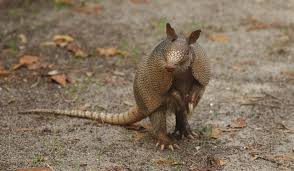 Leprosy baby armadillo without shell. Can The Texas Nine Banded Armadillo Really Cause Leprosy