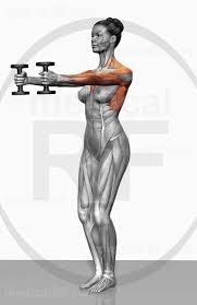 Forward Raise Exercise Fitness Body Exercise Yoga Anatomy