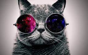 Cat Wallpaper Kucing Kartun Lucu Hipster Cat Cat Wallpaper Kittens Cutest