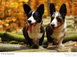 Search for text in self post contents. å‹•ç‰©ä¸–ç•ŒçŠ¬ç¨® å¨çˆ¾æ–¯æŸ¯åŸºçŠ¬ æ¯æ—¥é ­æ¢