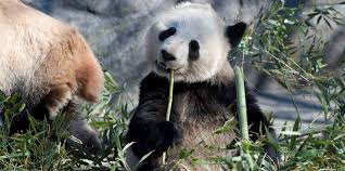 370 likes · 2 talking about this. Toronto Zoo Lead Keeper Saw Giant Pandas Adjust And Grow In Her Care Toronto Com