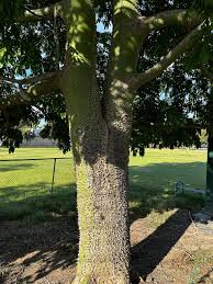 Image result for Ceiba