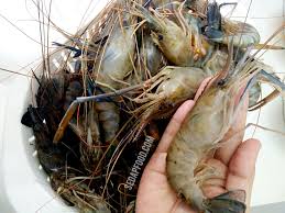 We did not find results for: Resepi Mudah Dan Cepat Sambal Sos Udang Galah Masak Masam Manis