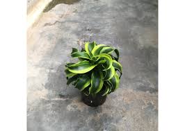 Image result for dracaena