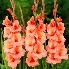 Image result for Gladiolus decoratus