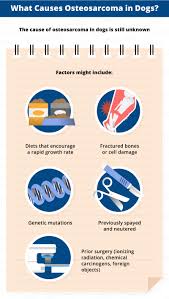 An overview of bone cancer, how it is diagnosed, options for treatment, expected outcomes, and new information that will help us improve strategies in dogs, bone cancer also can occur as a primary or metastatic disease, but in contrast to humans, the most common form of bone cancer seen in dogs. Bone Cancer Osteosarcoma In Dogs Canna Pet