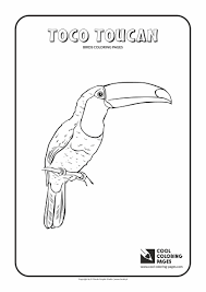 Everyone will have fun using the drawing, painting, and learning games at their disposal. Toucan Coloring Page Printable