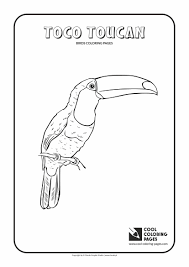 Toucan color coloring pages are a fun way for kids of all ages to develop creativity, focus, motor skills and color recognition. Toucan Coloring Page Printable