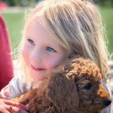 Poodle Breeders in Washington with Puppies for Sale