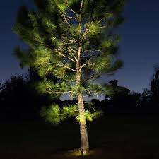 Maybe you would like to learn more about one of these? Pin By Volt Lighting On Patio Lighting Tree Spotlight Outdoor Landscape Lighting Outdoor Spotlights