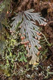 Image result for Hymenophyllaceae