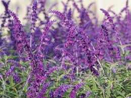 Introducing Color In The Garden Flowers Perennials Easy Perennials Perennials