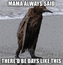F g c/ g/ am/. Mama Always Said There D Be Days Like This Bad Day Bird Meme Generator