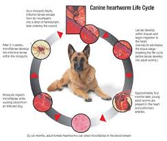 Heartworm Prevention Medication Comparison Chart Dogs Pet
