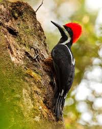Powerful Woodpecker Campephilus Pollens Distribution Northwest South America Iucn Status Least Concern Ecology Vocalizations Ebird Pho Hayvanlar