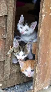 3 Cute Kittens Cats Cute Cats Kittens Cutest