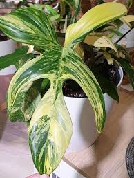 We did not find results for: Mengenal Caladium Dan Philodendron Tanaman Hias Viral Ditukar Avanza