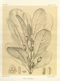 Image result for Uapaca