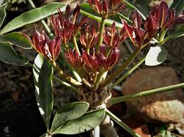 Image result for Cussonia natalensis