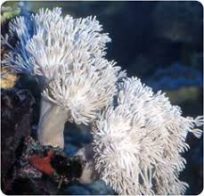 Pom Pom Xenia Waving Hand Coral Xenia Spp Beautiful Sea Creatures Xenia Sps Coral