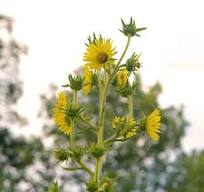 Compass Plant, Silphium laciniatum | High Country Gardens
