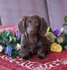Long haired dachshund at a glance. Akc Solid Chocolate Long Hair Min Male Breed Dachshund Dachshund Cute Puppies Mini Puppies