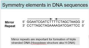 Given a sequence, find the length of the longest palindromic subsequence in it. What Could I Call Such Nucleic Acid Sequence A Sort Of Palindromic Sequence Is There Any Term Called Mirror Repeat Biology Stack Exchange