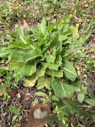 Maybe you would like to learn more about one of these? Are You Concerned About Winter Weeds In Your Lawn