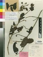 Image result for Combretum fuscum