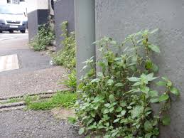 Image result for Droguetia