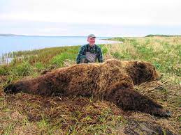 Grizzly bear alaska peninsula brown bear kamchatka peninsula verb бурый цвет, no bounce, mammal, carnivoran, terrestrial animal png. Alaska Peninsula Brown Bear Hunt Quality Hunts