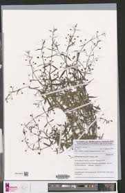 Image result for Oldenlandia lancifolia