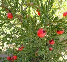 Image result for Muraltia