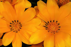 Image result for Gazania krebsiana