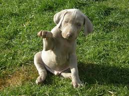 Image result for výmarský krátkosrstý ohař