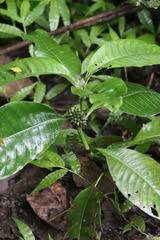 Image result for Psychotria peduncularis