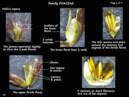 Image result for Melinis longiseta