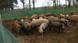 Porci Mangalita Youtube
