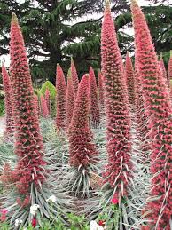Image result for Echium
