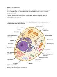 Answers to all these questions and many more interesting facts about the activity of the golgi apparatus in secretory cells is very high. Animal Cell Definition Endoplasmic Reticulum Cell Biology