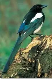 Find popular blue bird with long tail and buy best selling blue bird with long tail from m.banggood.com. What Is A Ring Neck Long Tailed Bird Called Quora