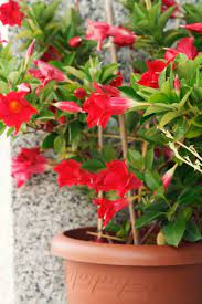 Here's what you need to know about choosing perennial plants and flowers for full sun or part sun. 15 Best Balcony Plants Apartment Balcony Plant Ideas